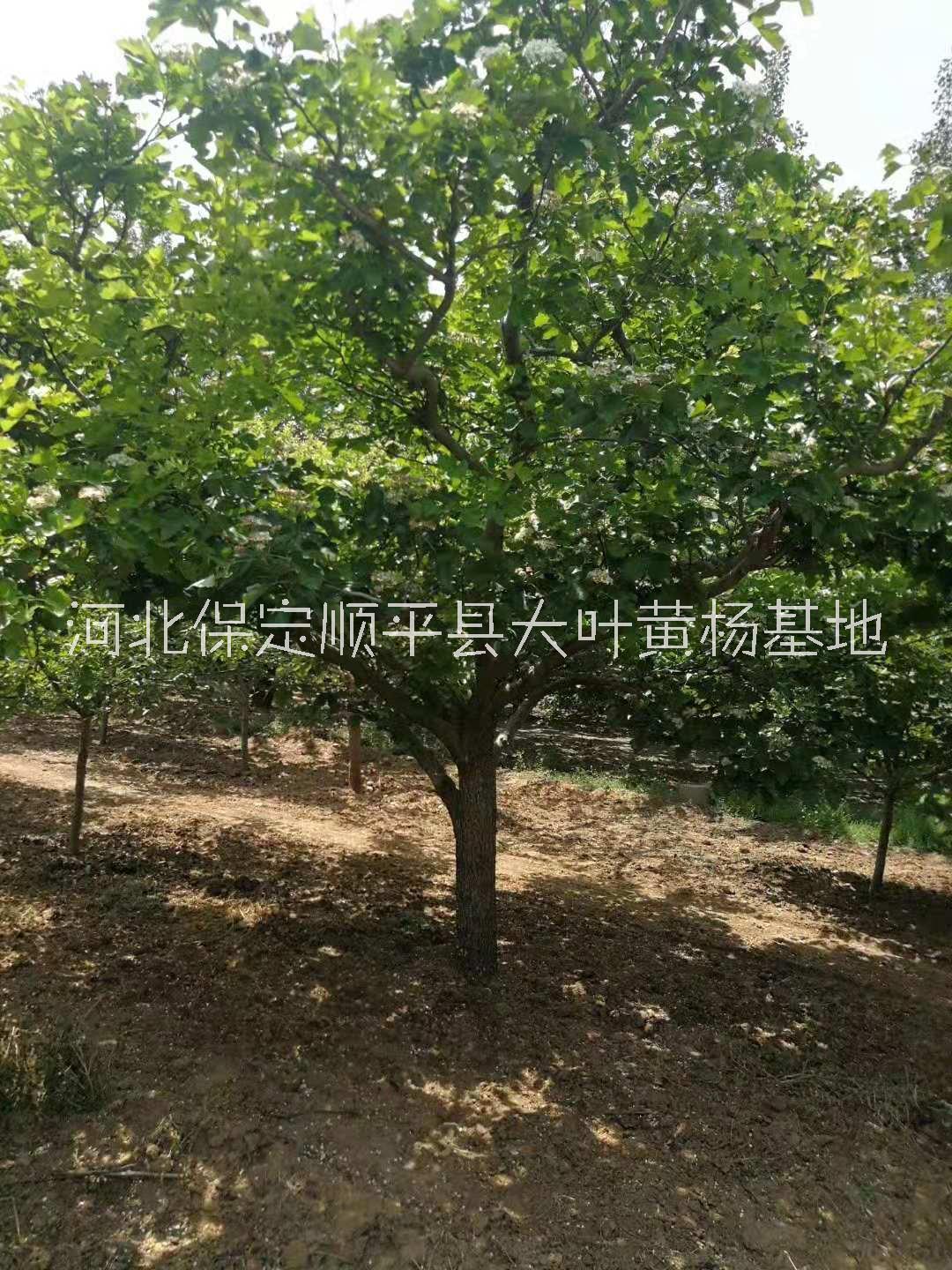 山楂树价格_苗木基地