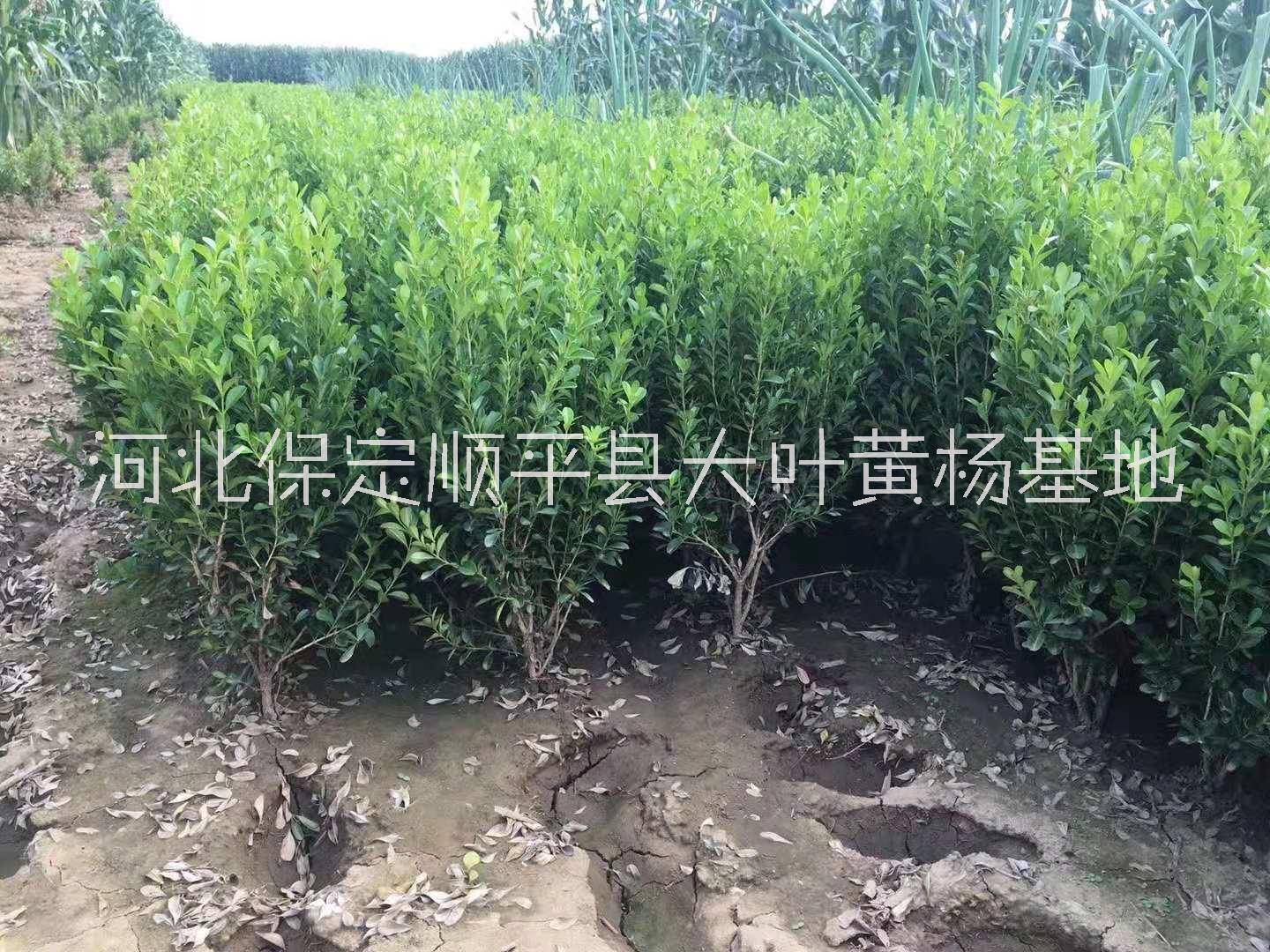 保定大叶黄杨球批发基地/优质供应商