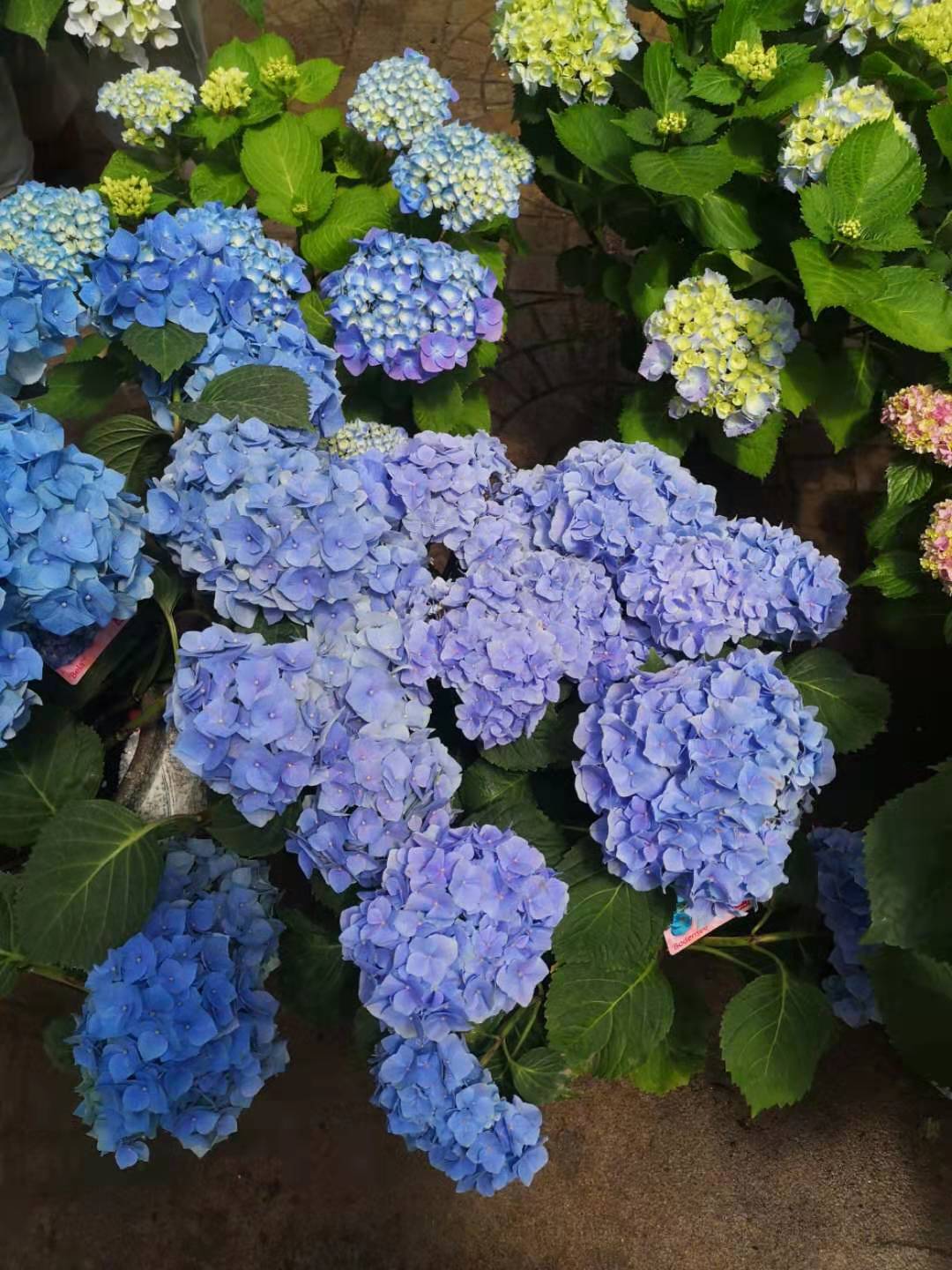 繡球花圖片/繡球花樣板圖 (1)