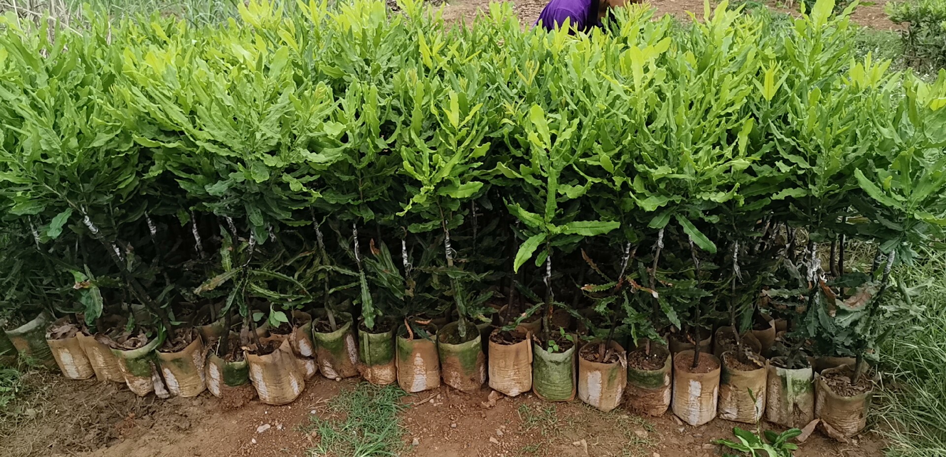 【桂热一号】澳洲坚果苗 夏威夷果树苗 种植基地直销坚果嫁接苗图片