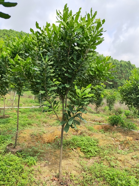 【桂热一号】澳洲坚果大苗 夏威夷果树苗 种植基地直销坚果嫁接苗图片