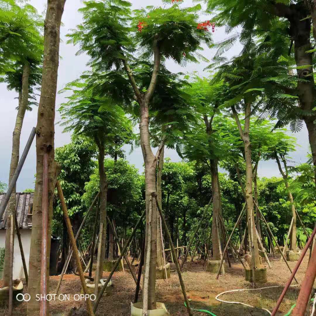 凤凰木种植基地 大型凤凰木基地