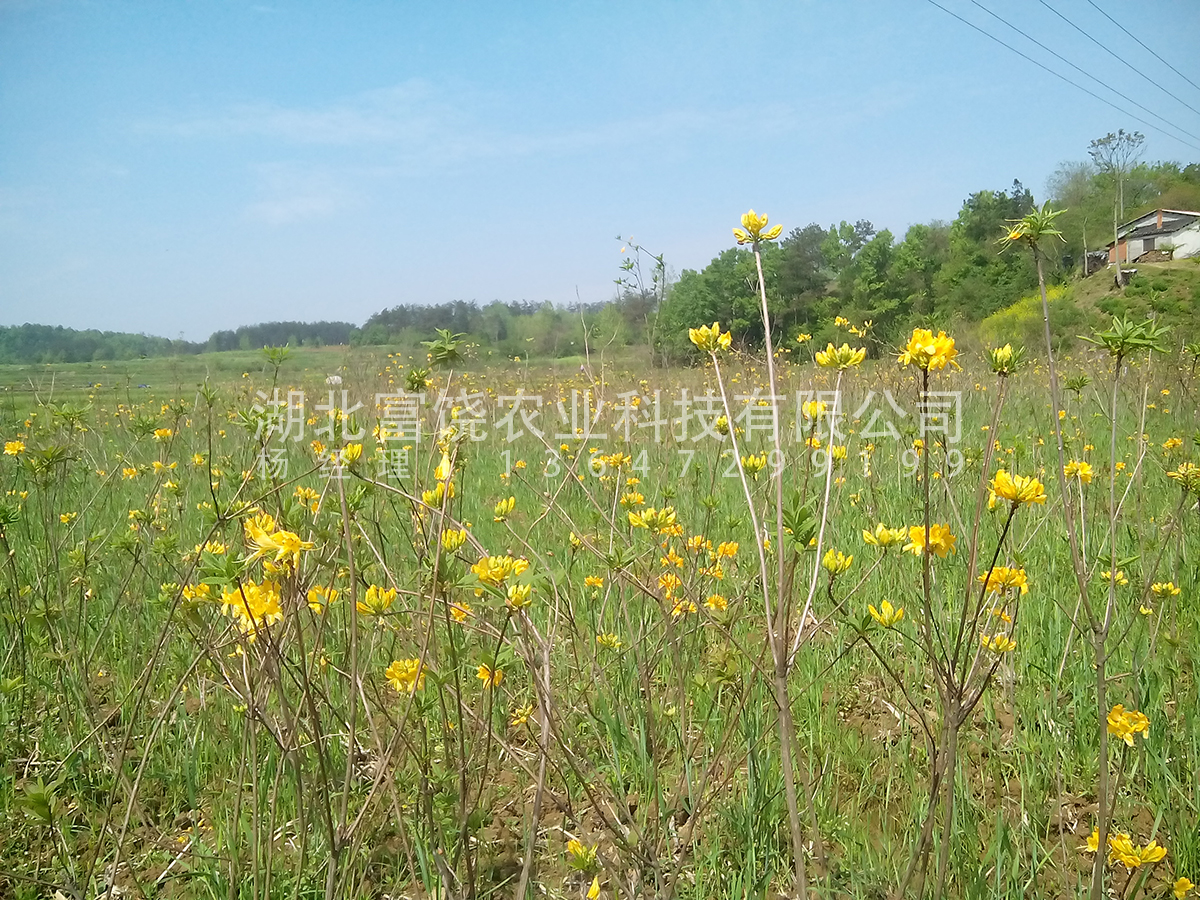 黄杜鹃闹羊花羊踯躅1年驯化苗图片