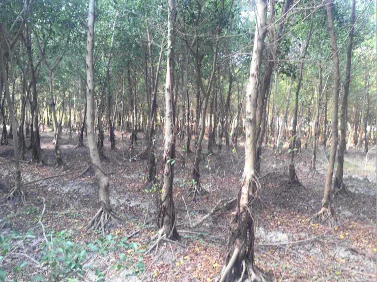 小葉榕樹(shù)苗圖片