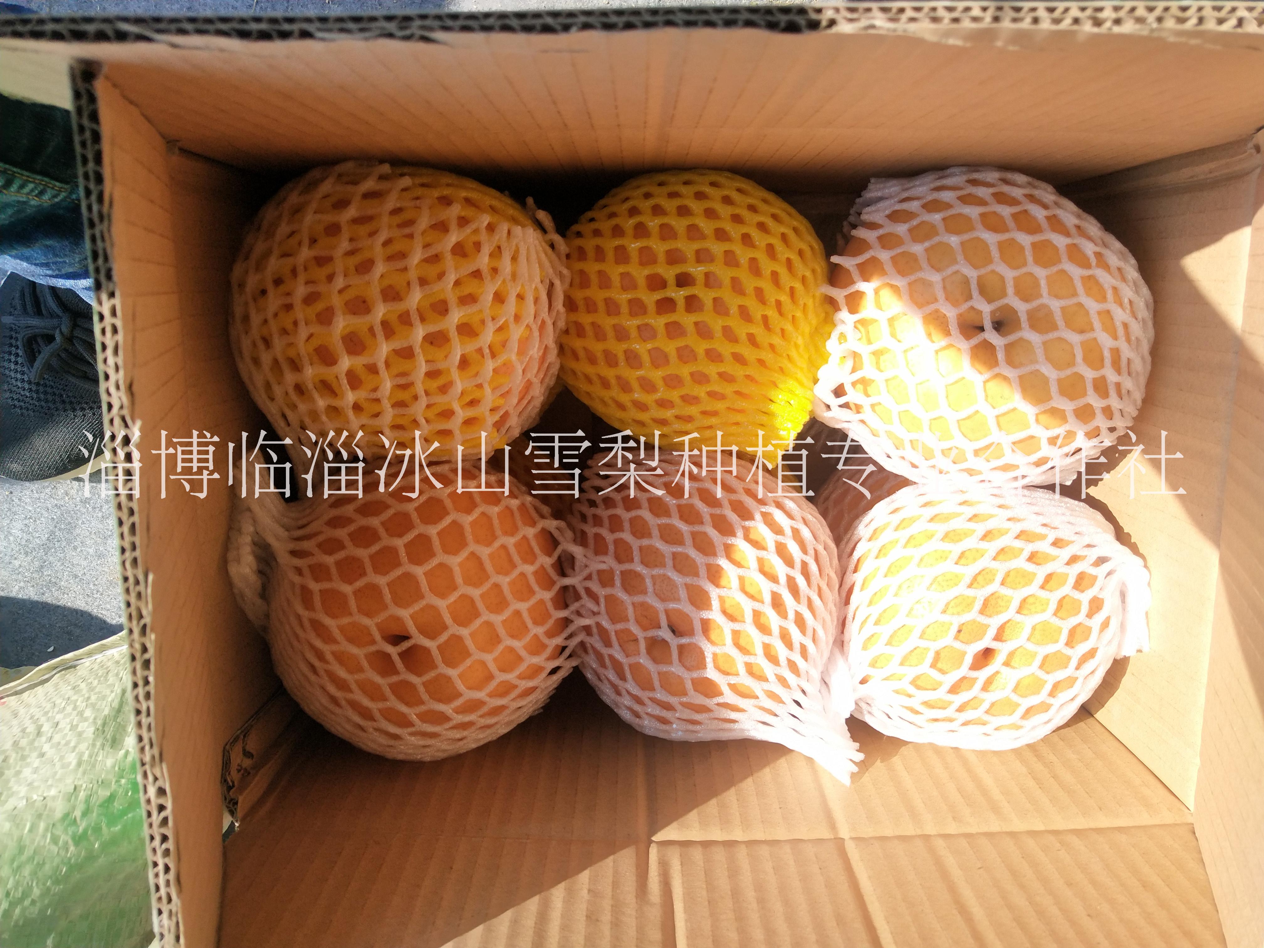 雪梨圖片/雪梨樣板圖 (2)