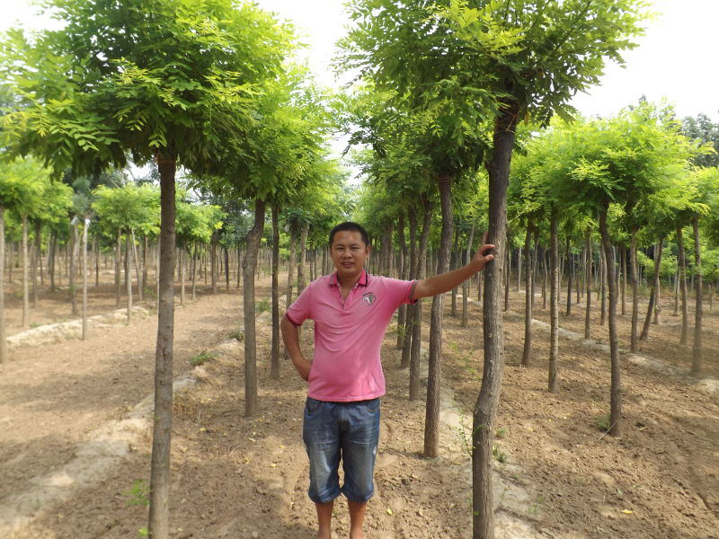 15公分黃金槐圖片