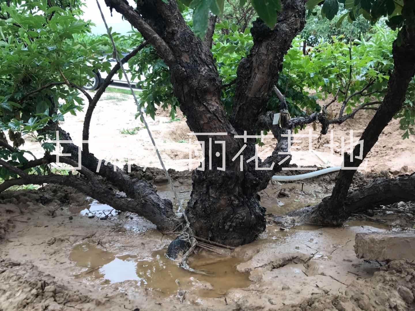 兰州市百年牡丹树全球仅有100棵厂家