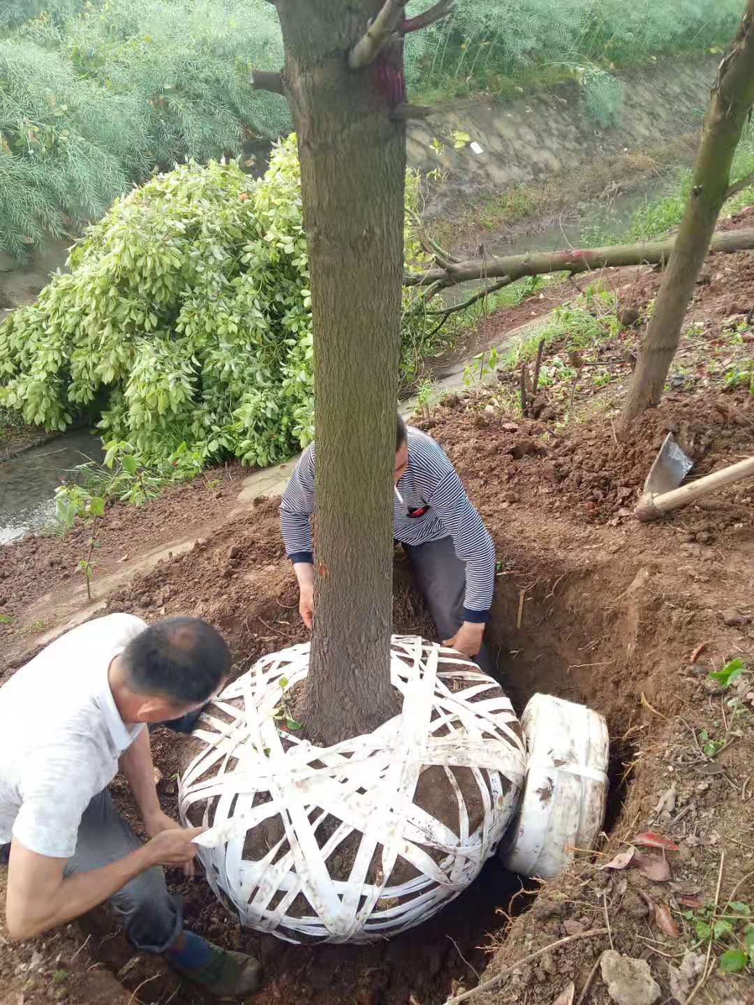 水杉基地批发价格