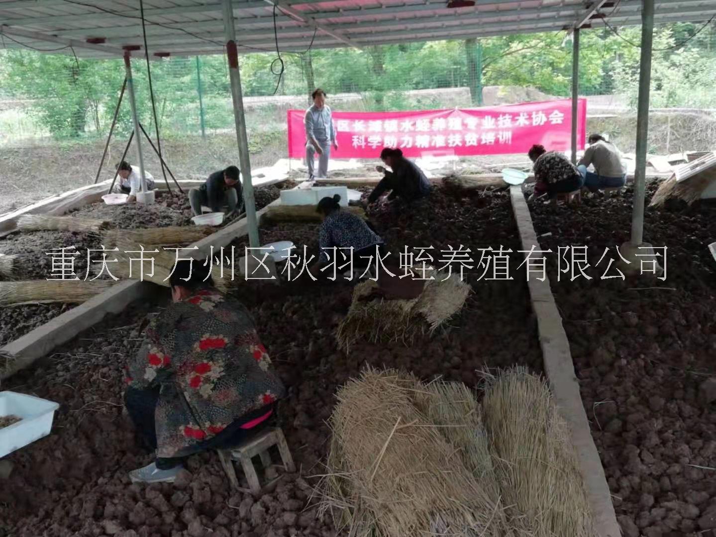 宽体金线蛭，水蛭养殖技术培训，水蛭养殖技术指导 水蛭养殖技术供应报价 重庆