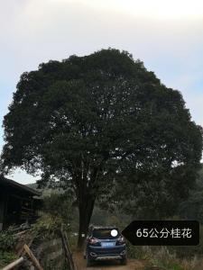 广西兴安精品桂花树种植基地-【兴安县何鹏苗圃】