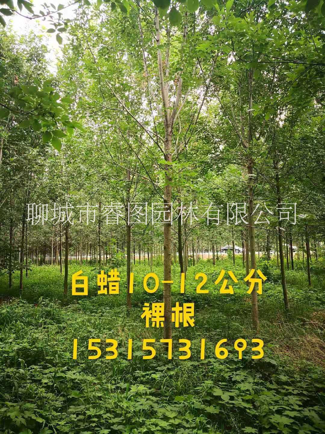 山东金叶白蜡种植批发商