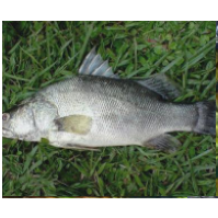 廣東湛江金目爾魚養(yǎng)殖基地圖片/廣東湛江金目爾魚養(yǎng)殖基地樣板圖 (1)