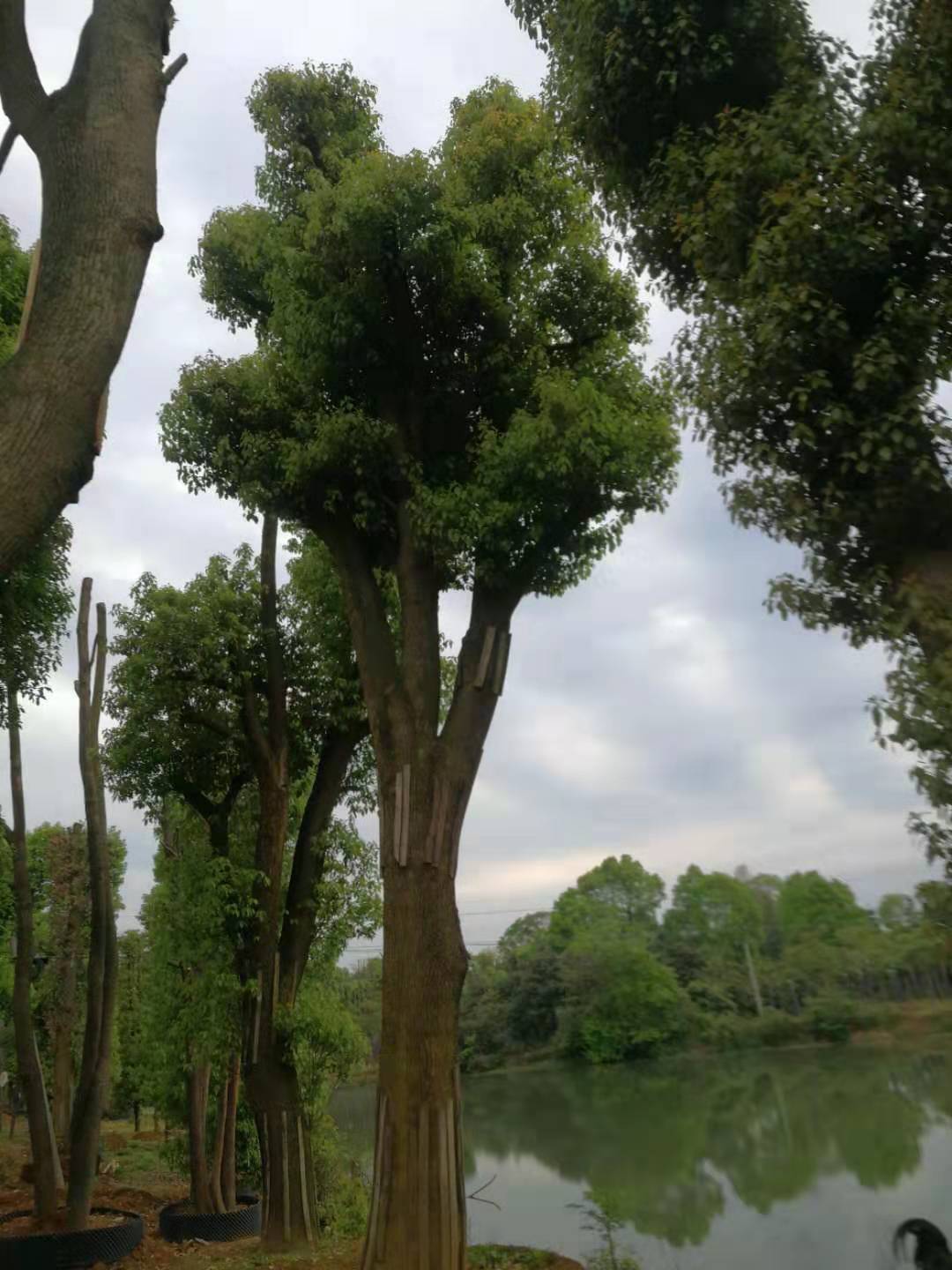 骨架香樟出售，益阳骨架香樟基地，益阳骨架香樟价格，益阳骨架香樟报价图片