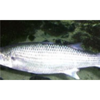 廣東湛江烏頭魚(yú)苗養(yǎng)殖基地圖片