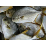 養(yǎng)殖基地圖片/養(yǎng)殖基地樣板圖 (2)