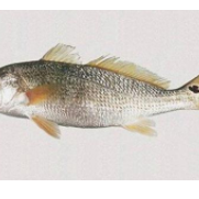 湛江紅鼓魚養(yǎng)殖基地圖片