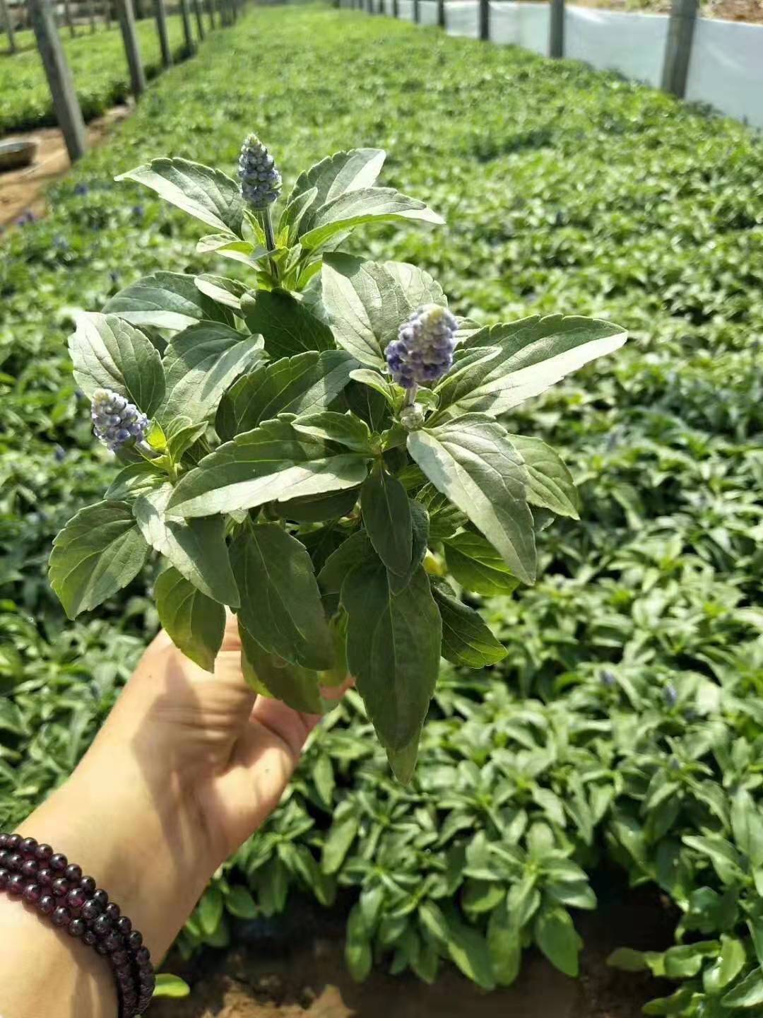 鼠尾草北京批发鼠尾草花海基地/盆栽直销价格