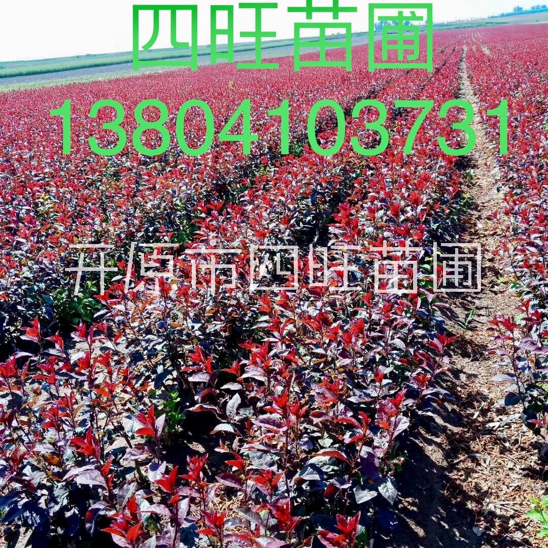 紫葉矮櫻圖片/紫葉矮櫻樣板圖 (2)