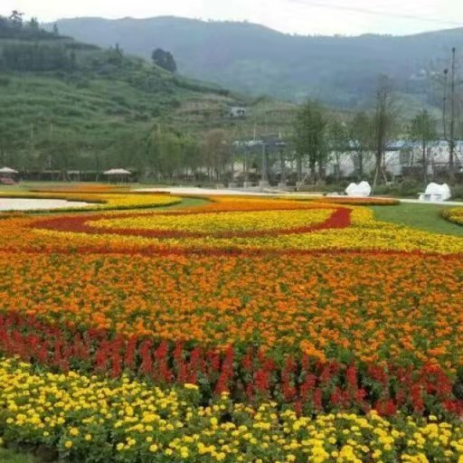 贵州惠水草坪批发，惠水马尼拉草坪种植基地，惠水花草批发价格图片