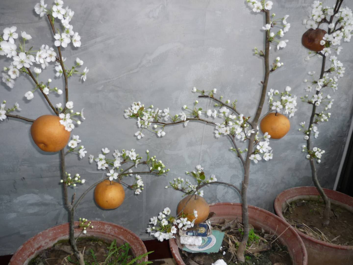 雪梨盆景圖片/雪梨盆景樣板圖 (1)