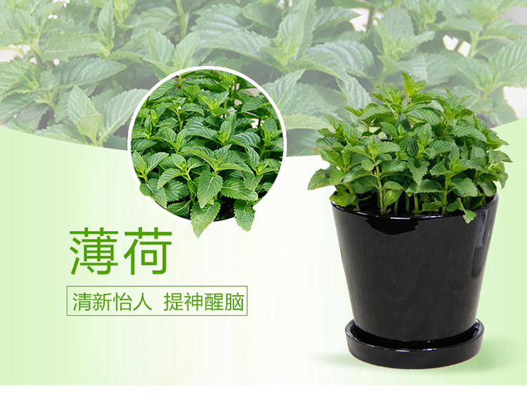 武漢本地園林綠化工程施工戶外綠化圖片