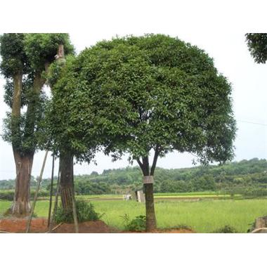 桂花基地湖南桂花基地、批发、种植、价格【益阳市资阳区俊园苗木基地】