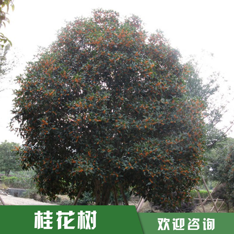 湖南益阳桂花树苗价格，桂花树苗直销商，15公分桂花树价格图片