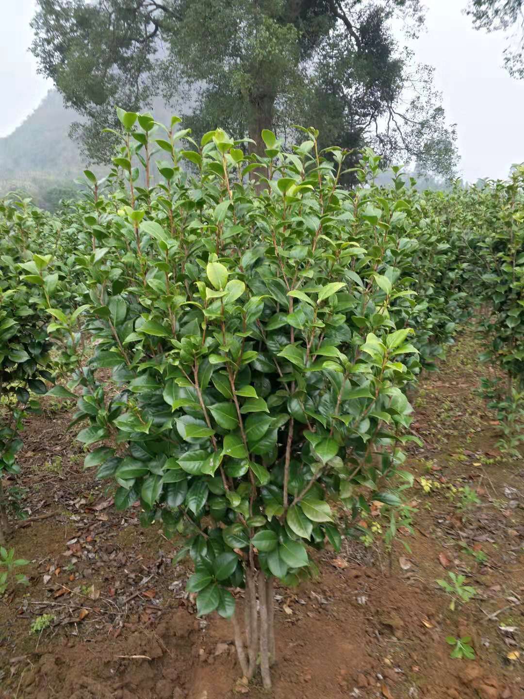 广西茶花球种植基地-广西茶花球批发价格表【广西桂林飞鹰苗木基地】