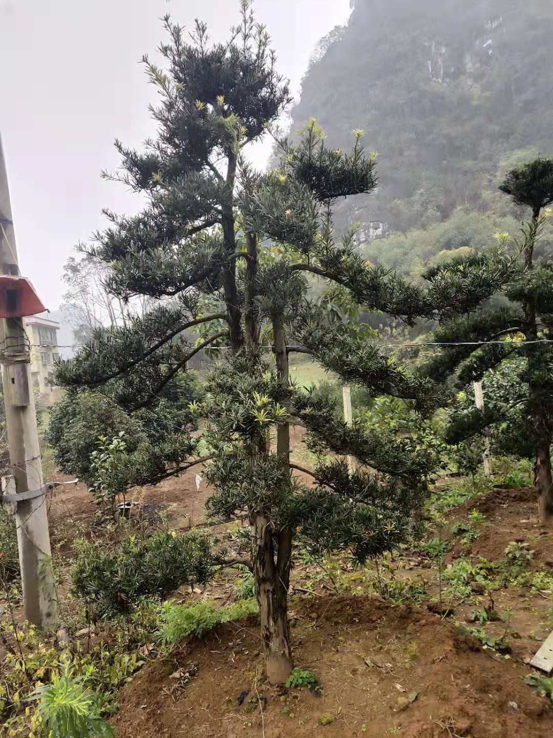 桂林市罗汉松种植基地，批发价格 多少钱一棵图片