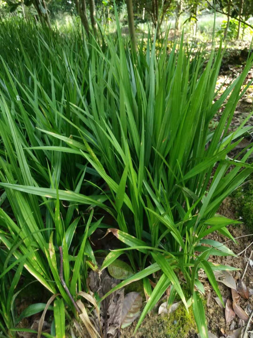 桂林优质吉祥草批发基地/哪家价格便宜