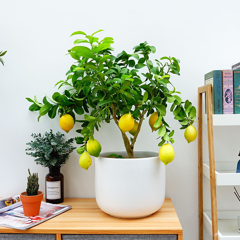 武漢花園綠化園林設(shè)計施工管理圖片