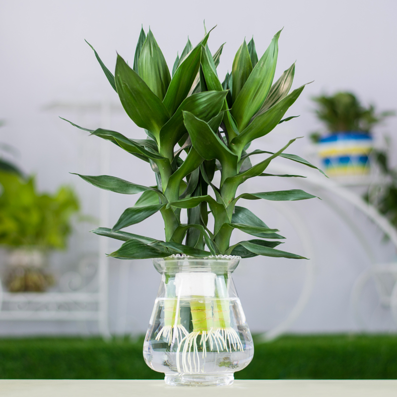 武漢陽臺綠植定制花園設(shè)計鐵藝風格圖片/武漢陽臺綠植定制花園設(shè)計鐵藝風格樣板圖 (2)