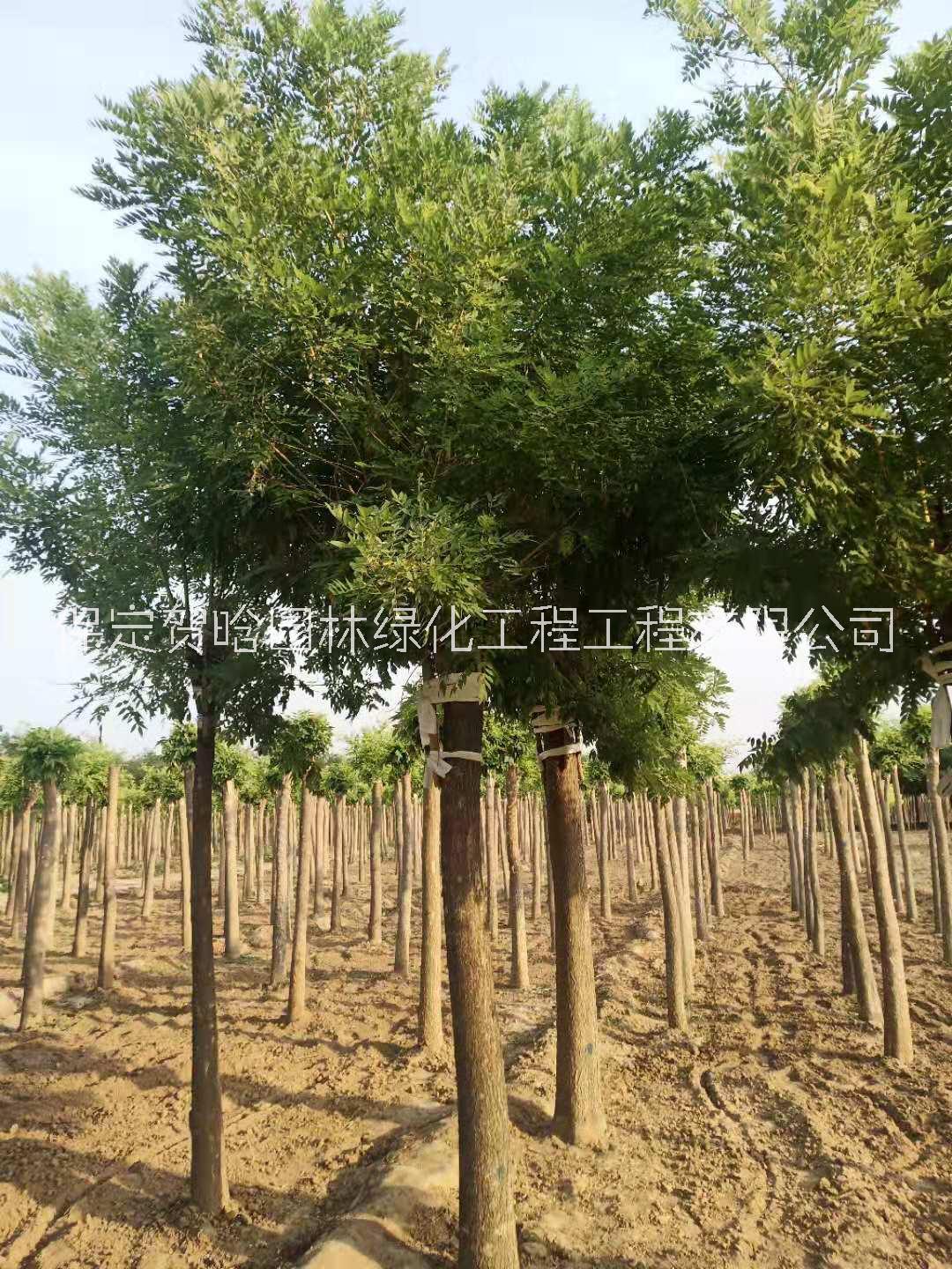 栾树苗圃天津栾树苗圃_栾树苗价格_苗圃电话