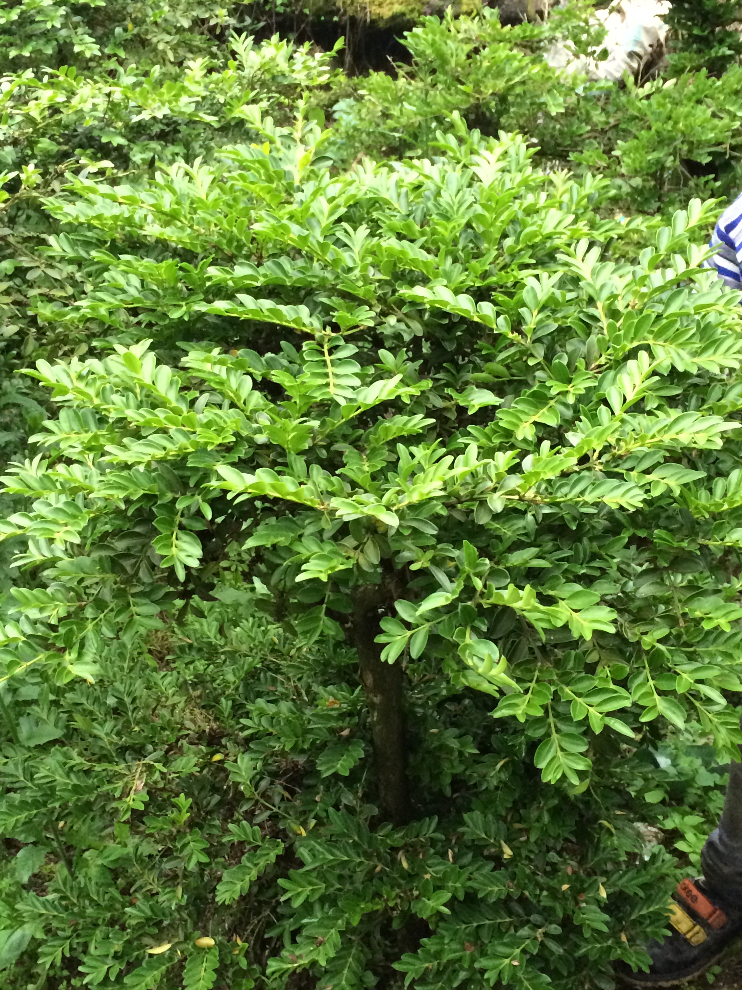 高山黄杨树苗|高山黄杨树苗|豆腐树苗价格 高山黄杨