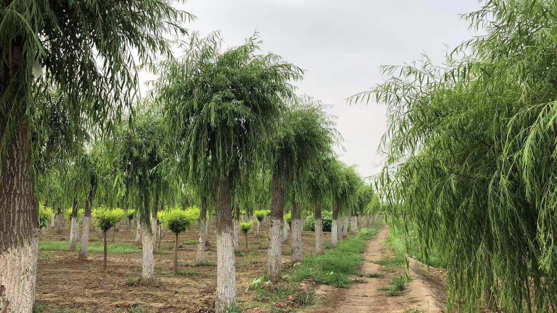 山东 青皮垂柳树价格青皮垂柳种植基地图片