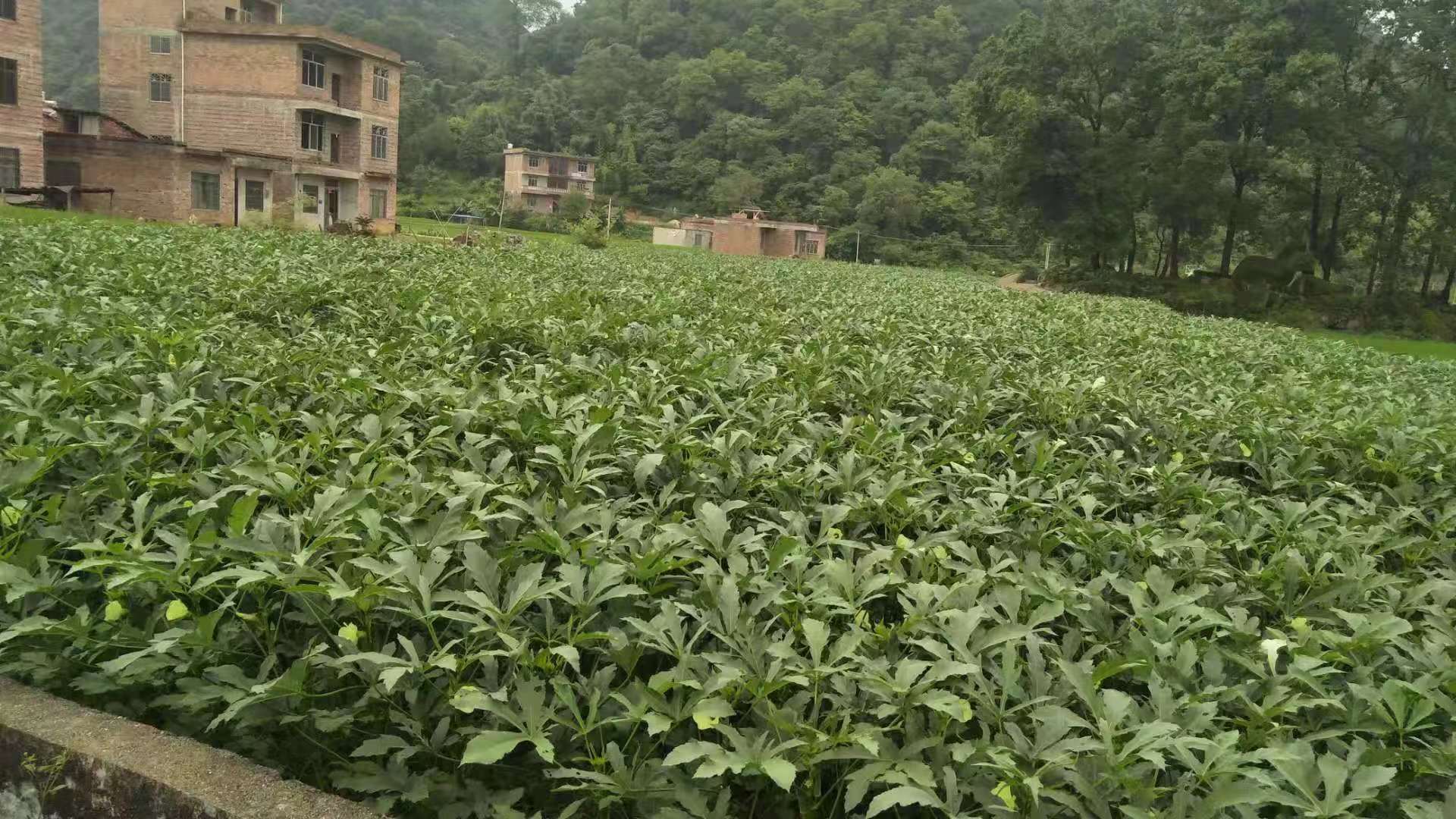 贺州市秋葵种植基地 各种果蔬种植基地 大量批发蔬菜图片