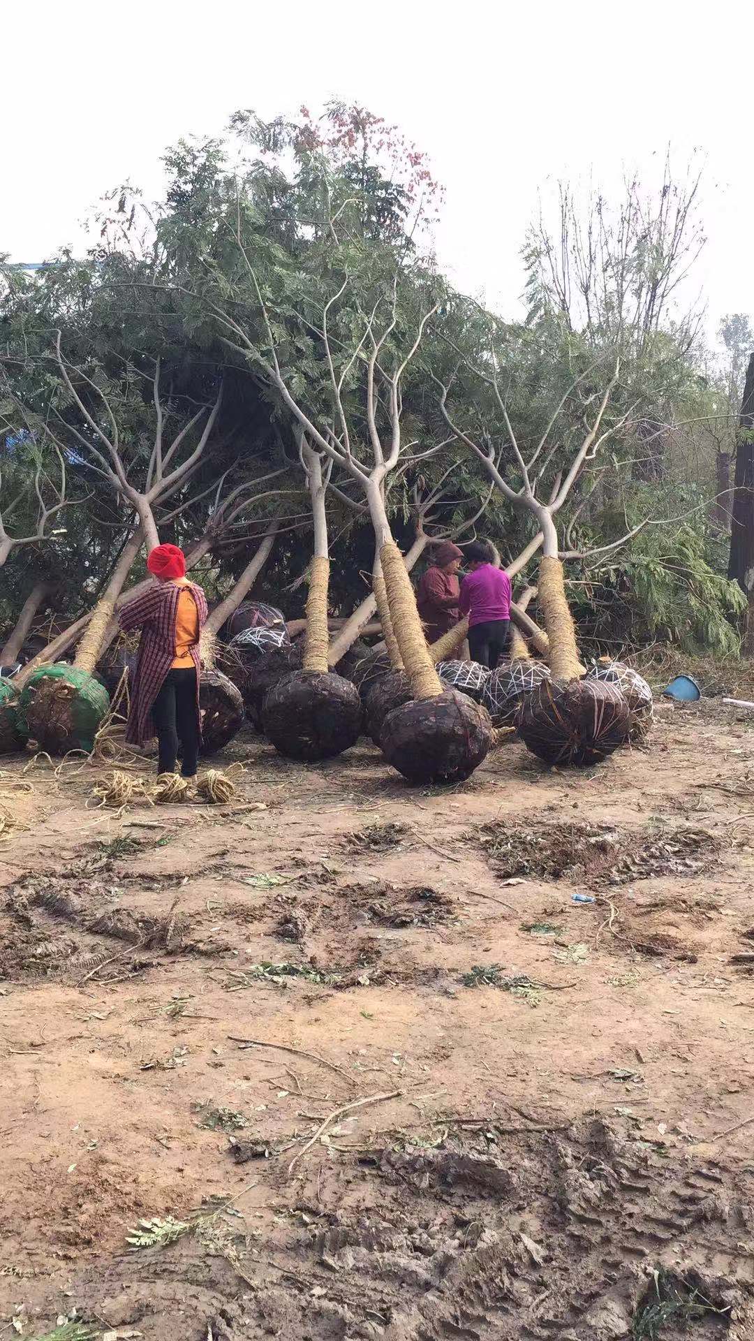 合欢树/价格/种植基地