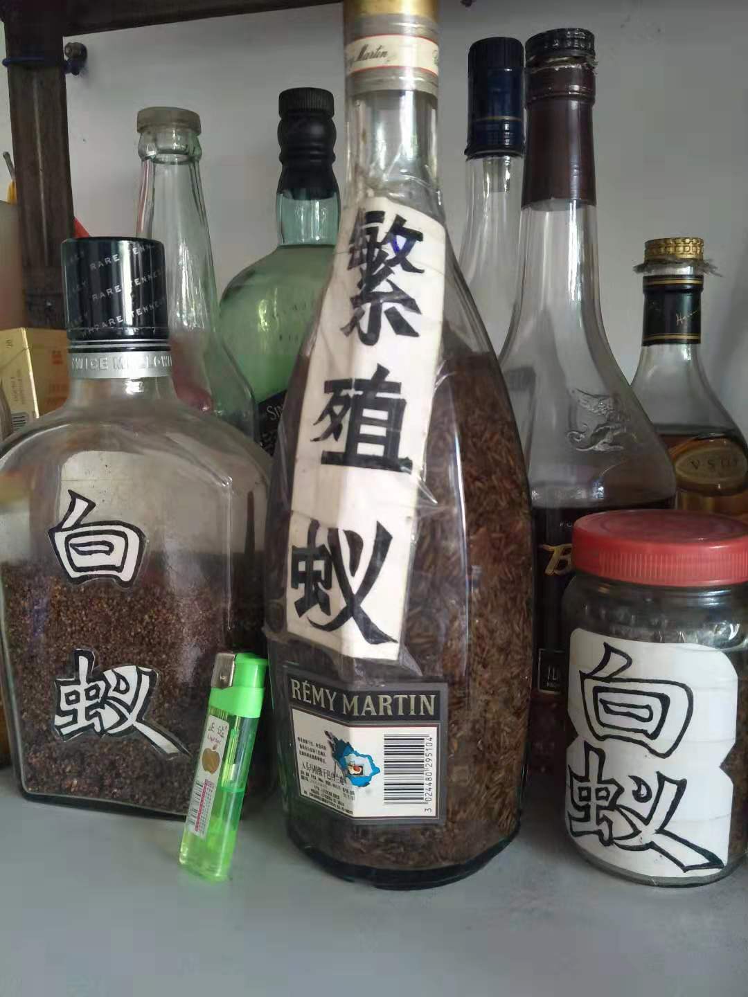 三水區(qū)白蟻防治電話圖片