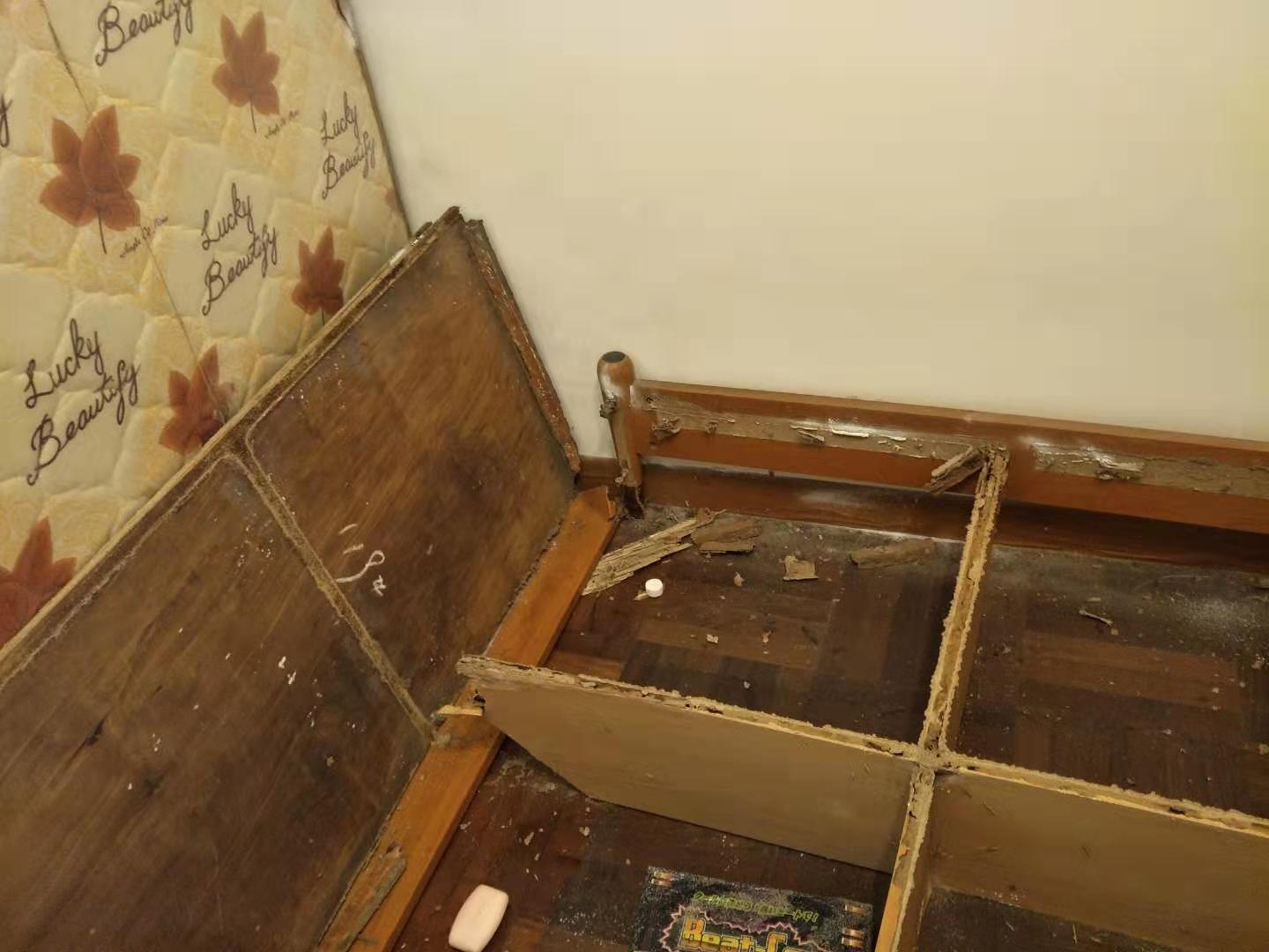 佛山房屋白蟻防治圖片
