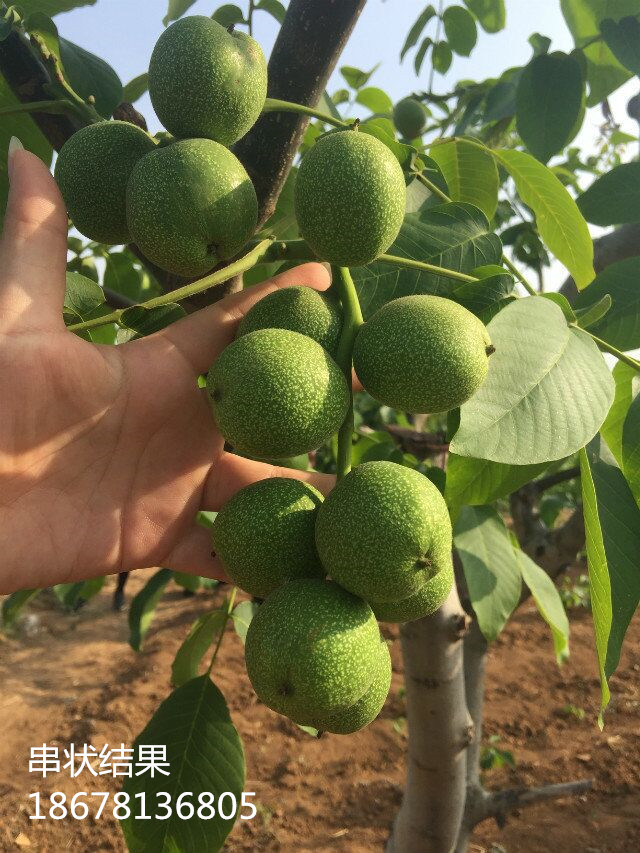 薄皮核桃山东冠核农业冠核一号 薄皮核桃山东冠核农业冠核一号核桃图片