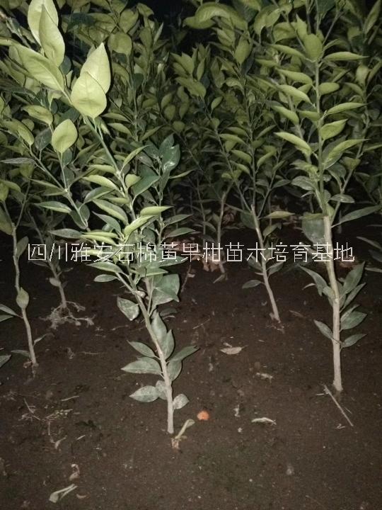 黃果柑柑苗木優(yōu)質(zhì)供應(yīng)商