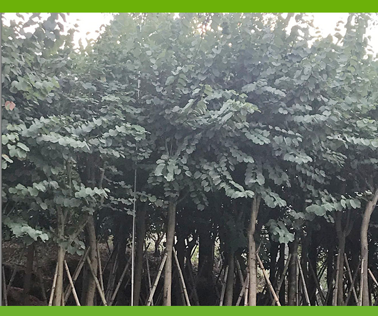 紅花紫荊圖片/紅花紫荊樣板圖 (3)