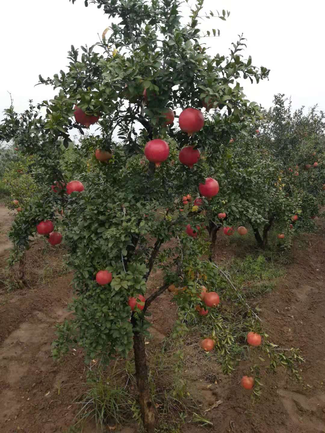 河阴永亮软籽石榴基地