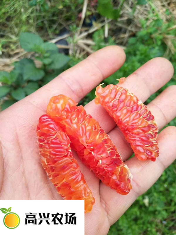 媛紅椪柑 優(yōu)質象山媛紅椪柑苗