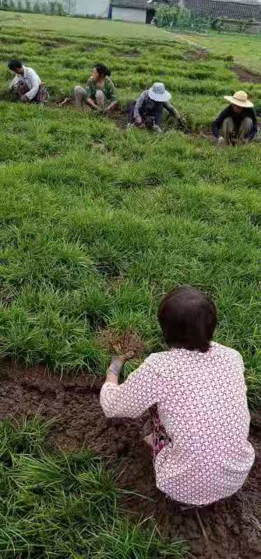 成都市山东麦冬草种植基地厂家山东麦冬草种植基地_山东麦冬草种植基地批发价格_【四川麦冬草基地】