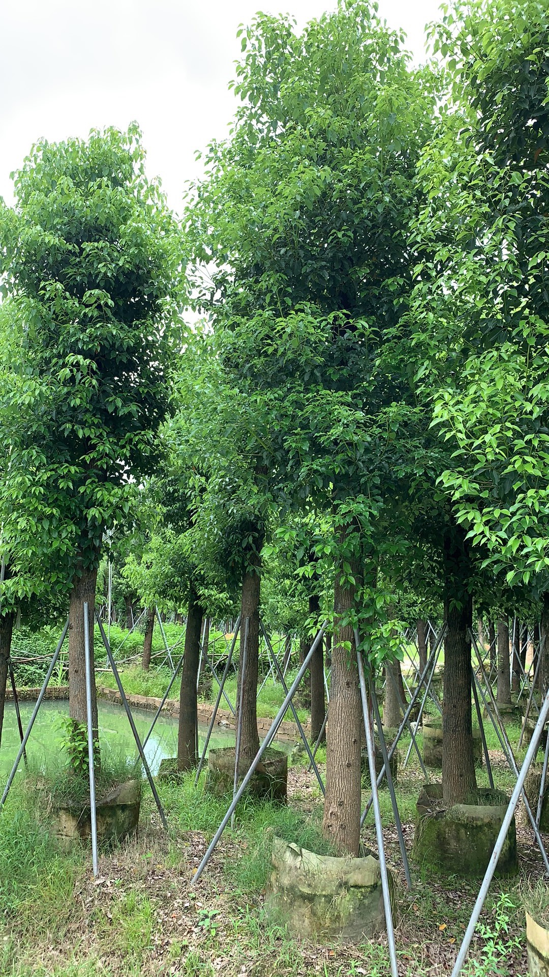 香樟树 香樟树基地 揭阳香樟树基地 普宁香樟树基地 福建香樟树基地 15公分香樟树 10公分香樟树