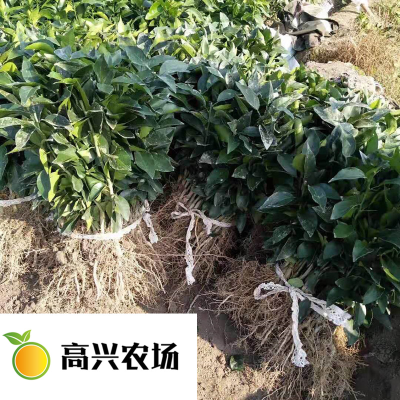 紅美人圖片/紅美人樣板圖 (3)