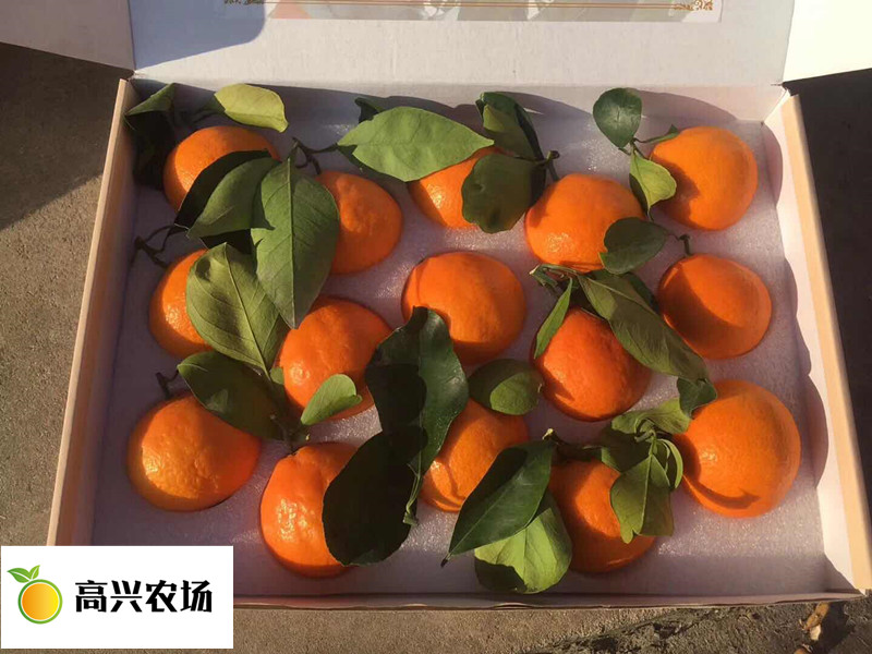 紅美人圖片/紅美人樣板圖 (4)