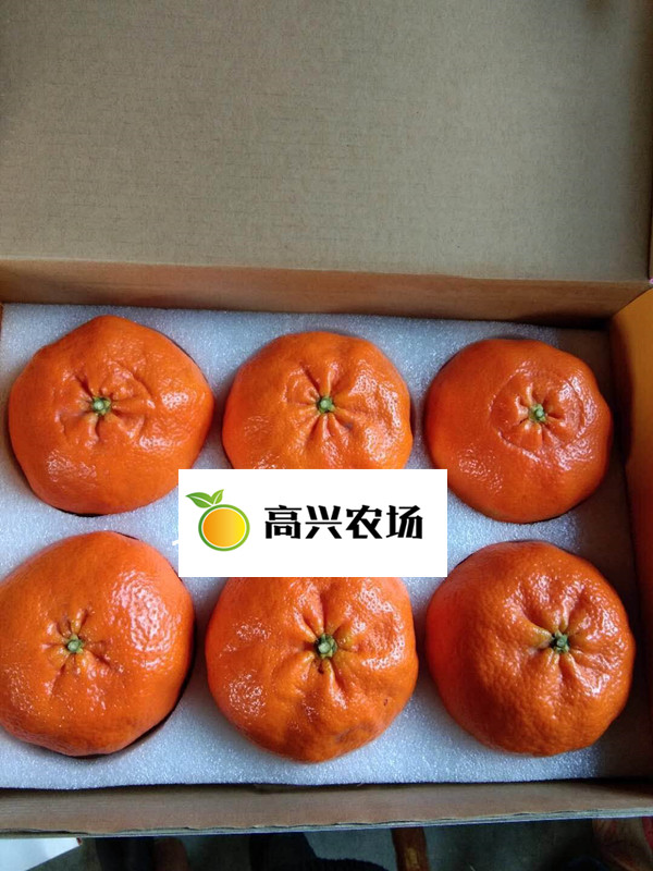 甘平苗 高糖度優(yōu)品圖片