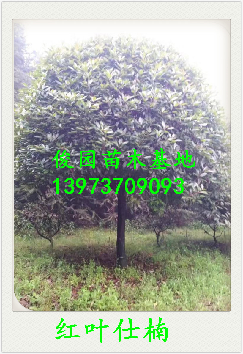 益陽紅葉仕楠種植基地，湖南益陽紅葉仕楠批發(fā)，湖南紅葉仕楠批發(fā)